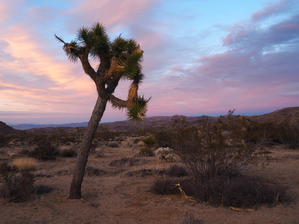 Joshua Tree National&nbsp;Park