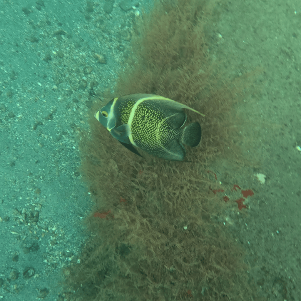 juvenile