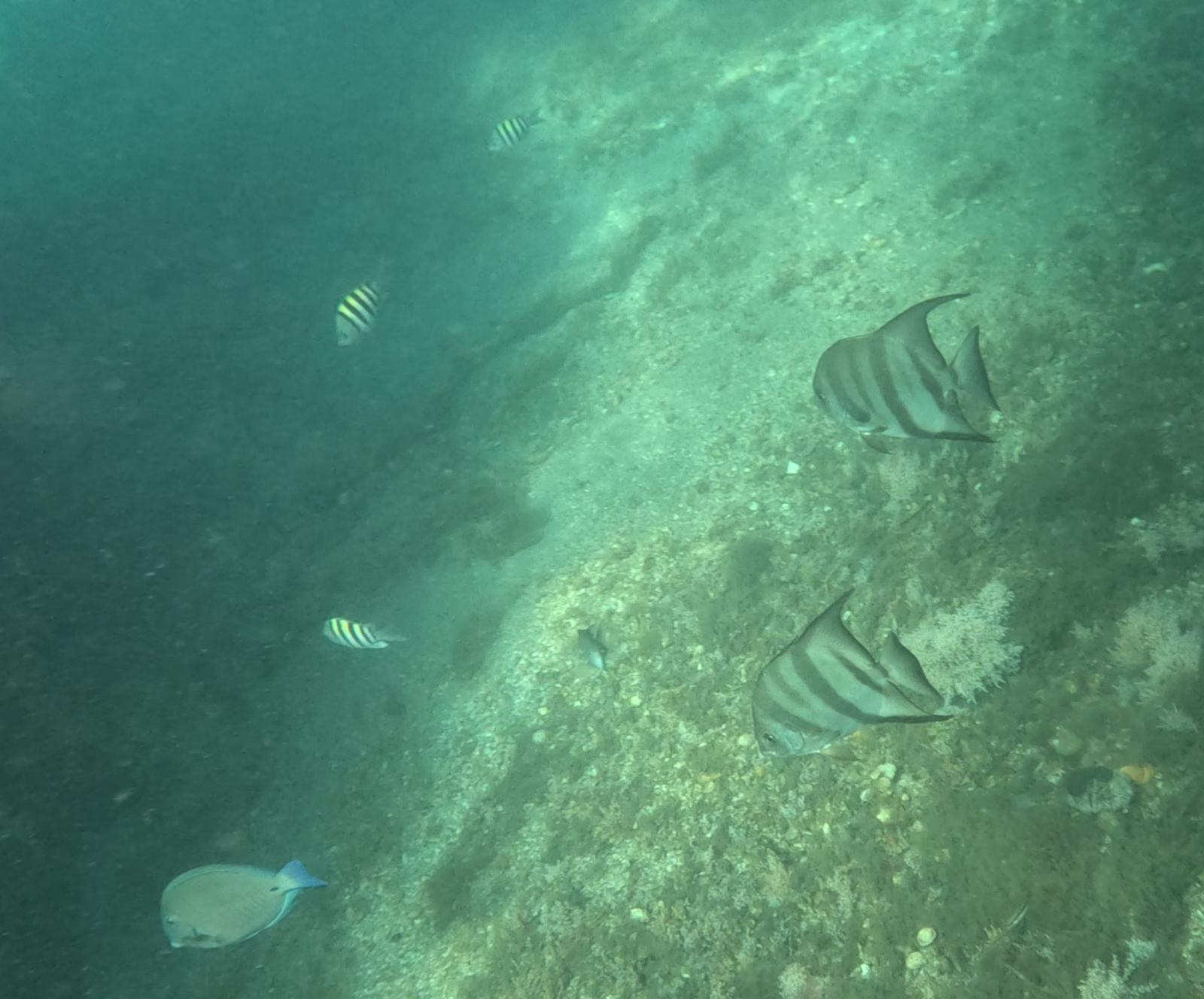1 Parrotfish and 3 Sergeant Major